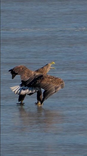 Just LISTEN to This Eagle's Call! 🦅🔊 #eagle #birdphotography