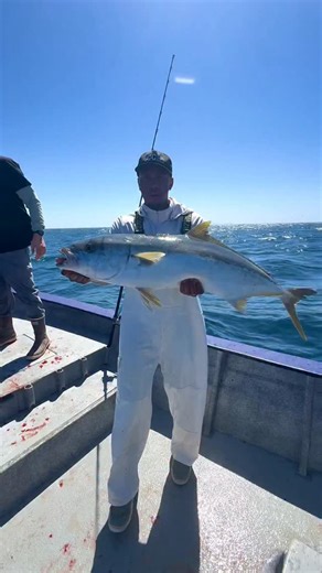 Yellowtail poke 101 I’m sure according to someone out there I’m horribly butchering this and I should do it totally differently but this is how I like it and make about 2lbs every other weekend. If your going to kill fish pls pls pls make sure someone doesn’t let it go to waste 🫶🏾 . . . #Poke #yellowtail #socalfishing #sandiegofishing #mexicofishing #surfaceiron #pokebowls | California Current