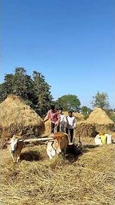 Wait for end 🙄😂 #comedy #funny #friends #kisan #kisani #gaon #kisani #kisancomedyvideo #harsh