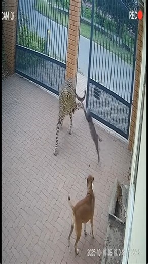 Oh you're approaching me 💪 😼#jojo #meme #draw #manga #cat