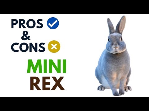 Mini Rex Rabbit Pros And Cons | Mini Rex Rabbit Advantages And Disadvantages