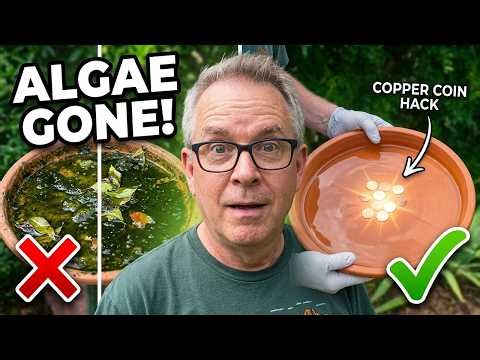 How to clean a bird bath