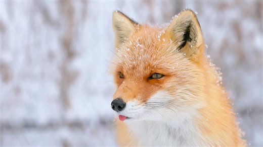 😛❄️ The ezo red fox, pictured here, is found in Japanese territory on Hokkaido and the Kuril Islands. 📸: Pony Wang #fox #winter #wildlife #hokkaido | Discovery