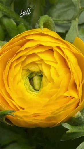 Flowers in Bloom | The Beauty of Ranunculus 🌸 White, Yellow & Orange Blooms