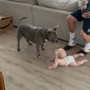 2.5M views · 79K reactions | This dog is meeting this baby for the very first time! 殺 | Lovimals | Facebook