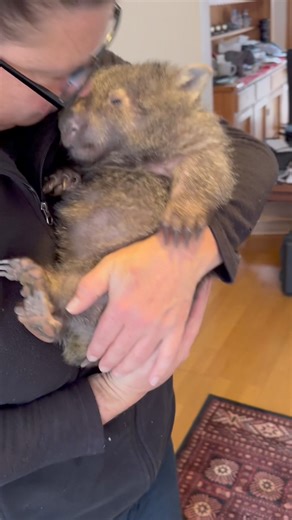 100K views · 8.3K reactions | We are on our way… Angie will soon meet her forever family and buddy where she will live until she is released on the property. Although the heart is a bit heavy I also am so grateful she can go to a beautiful large property in the middle of the bush where Im hoping she will live for many years. | Wombat Rescue | Facebook