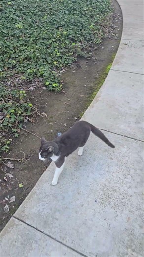 End of 2/20/26 cat walk China cat sunflower 🦁🚶‍♂️‍➡️🎙