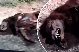 Mystery beast found dead sparks ‘chupacabra’ theories
