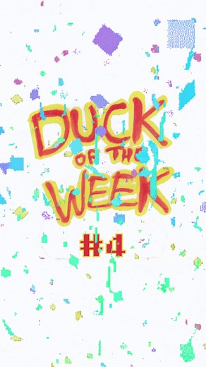 DUCK OF THE WEEK: THE TUFTED DUCK! What's black, white, and yellow diving in the lakes? The Tufted duck! These medium-sized ducks appear across the lowland areas of England, with most birds being year round residents. They like to eat insects and molluscs and live around 4 years. Their science name is 'fuligula', meaning sooty throat! What duck should we do next? Comment down below! #animation #ducks #meme #skit #fyp