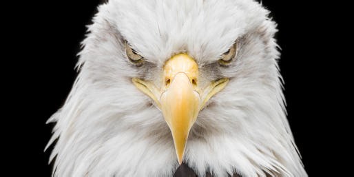 Can You Identify The GRUMPY Animals?