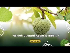 “Custard Apple Guide: Benefits, Types, Taste Test & More!” ❤️