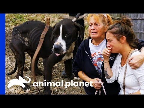 38 Dogs Saved From Horrific Conditions | Pit Bulls & Parolees
