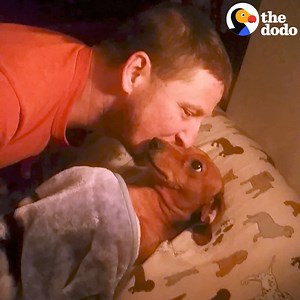 5.1M views · 110K reactions | This guy tucks his dog into bed every night  | The Dodo | Facebook