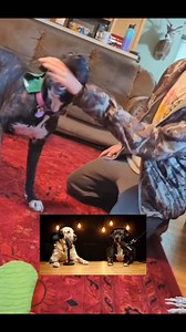 243K views · 5.7K reactions | 300K of you hit follow  Thanks everyone!!  #dogs #unleashed #podcast #pets #prank | Porschexlbully | Facebook