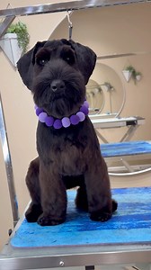491K views · 21K reactions | My first giant schnauzer puppy #dogs #dog #dogsbylogan #doggrooming #giantschnauzer | Logan Rago | Facebook