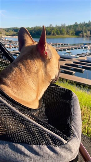 FRENCHIE’S 1st DAY AT THE LAKE IN 7 MONTHS. #frenchbulldog #frenchie #dog #shorts #ytshorts #lakeday