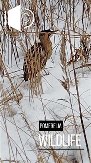 An amazing encounter - a chirping bittern! #wildlife #birdwatching