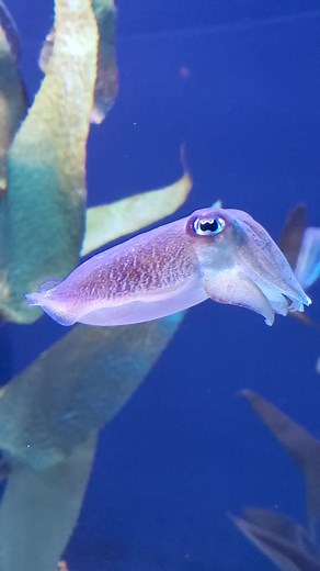 8.9K views · 74 reactions | These cuttlefish are experts at using camouflage — they can make themselves look i-tentacle to almost anything!  Besides being used to disguise themselves from predators, cuttlefish will also use their camouflage abilities for social reasons, like to impress potential mates! | Ripley's Aquarium of the Smokies | Facebook