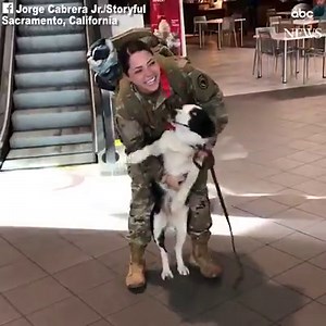 2.9M views · 41K reactions | WELCOME HOME: A soldier's worry her beloved dog wouldn't remember her while she was deployed in Africa quickly dissolved by the pup's unbelievably excited reaction. https://abcn.ws/2E2uNc6 | ABC News | Facebook