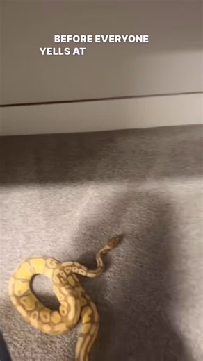 Wesley Jessen | Gotta make sure your snakes have enrichment #ballpython #ballpythons #ballpythonmorphs #royal Python #ballpythonsofinstagram #python... | Instagram