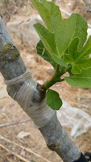 1.6M views · 9.5K reactions | Grafting fig tree #grafting #graftingplants #graftingtree #graftingfruittree #reels | تطعيم-grafting | Facebook
