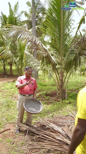 Burn fronds separately and use the ash as tree nutrition