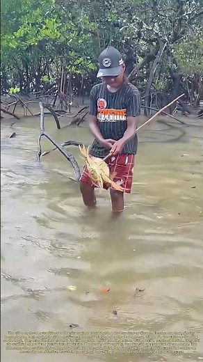 Riverine Spearing: The Art of the Bamboo Fork's Flight