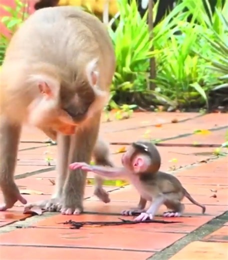 37K views · 922 reactions | Monkey mother talking to baby #cutemonkey | Cute Monkey | Facebook