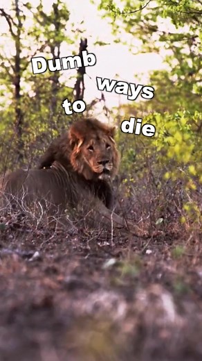 Approaching Lions on Foot: A Close Encounter