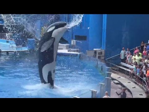 OSHA fines SeaWorld Orlando after trainer injured during killer whale training
