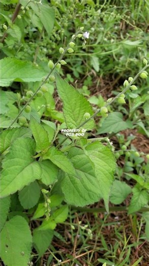 PRIVA LAPPULACEA PLANT or Cat's Tongue #cats-tongue #privalappulacea