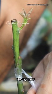 194K views · 4.8K reactions | Grafting Avocado with young rootstock very easy #shortvideo | Grafting Examples | Facebook