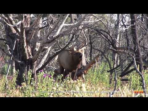 Calling Big Bugling Bull Elk -- Quick Clip #1 -- RHR's Strategies in Action
