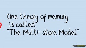 Multi-Store Model of Memory