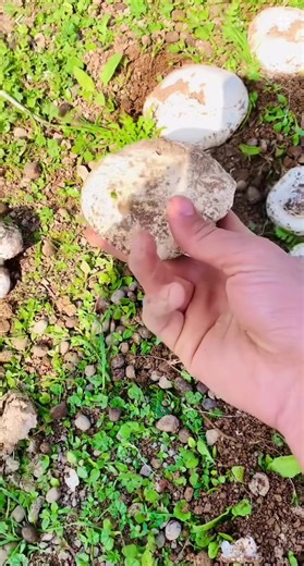 Exploring Alan Faruq's Unique Perspective