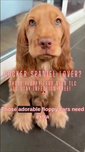 Stop Cocker Spaniel Ear Infections 🐾 | Vet-Approved Care Tips