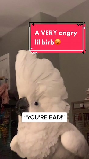 Puff The Cockatoo on TikTok