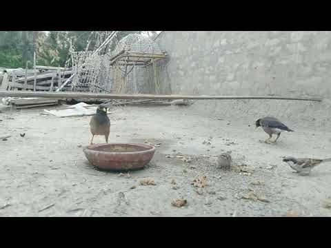 Episode 11: Sparrows & Mynas Feeding, Singing & Flying Back Home