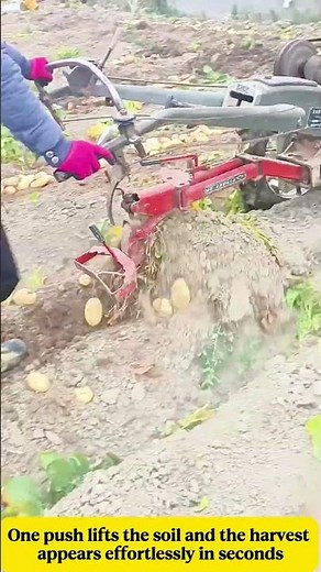 From bending down to easy pushing this method transforms potato harvesting efficiency #farming