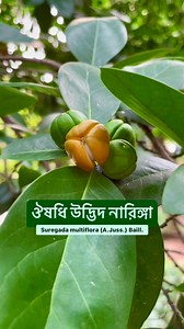 3.4K views · 1K reactions | ঔষধি উদ্ভিদ নারিঙ্গা। #Suregada_multiflora #falselimetree #euphorbiaceae #নারিঙ্গা #নারেঙ্গা #তেলকাঁকড়া #বননারিঙ্গা #medicinalplants #lifescience #wildlife #taxonomy #botany #highlight | Md Azharul Islam Khan | Facebook