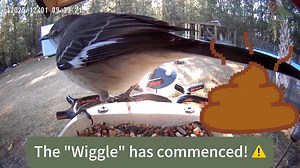 3 comments | Every veteran backyard birder knows exactly what this...