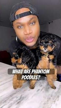 What are Phantom Poodles? #puppy #poodle #phantompoodle #cutepuppy