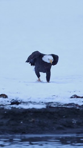 The eagle walk 🦅 #baldeagle #eagles #wildlifephotography #wildlife #natgeo #wildalaska #alaska #bbcearth #earth #natgeowild #baldeagles #baldeaglesofinstagram | Mark Bouldoukian Photography