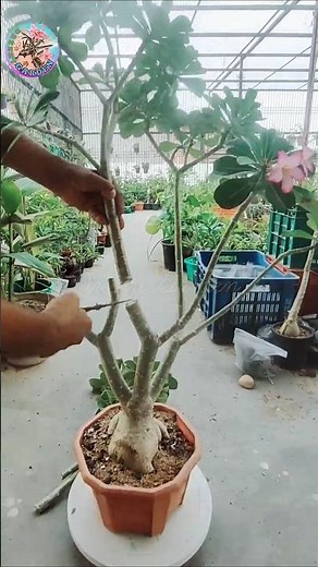 Adenium Pruning: The Secret to Bigger Blooms & Faster Growth #adeniumplant #adeniumpruning