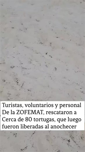 #Tulum | Turistas, Hoteleros y ZOFEMAT, Se Unen para el Rescate de Tortugas Marinas Tulum, Quintana Roo. - En una inspiradora muestra de colaboración entre autoridades, turistas y el sector hotelero, un nido de tortugas marinas fue descubierto durante la tarde del domingo en una playa local. El equipo de inspección y vigilancia de la Zona Federal Marítimo Terrestre (Zofemat) actuó de inmediato para coordinar el resguardo de las aproximadamente 80 tortugas recién nacidas. Con el valioso apoyo de 
