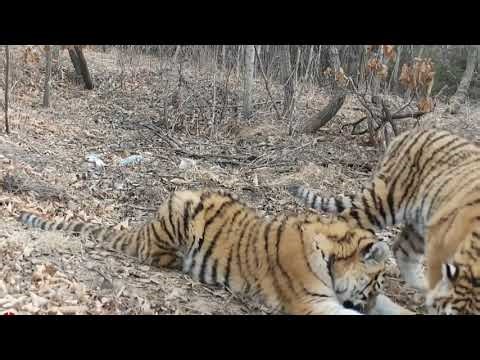 Tiger and leopard numbers soar in NE China