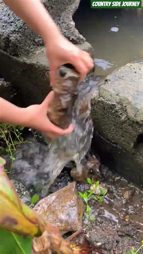🌊🪨 Water Flow Control: Adjusting Natural Stone Dams in Rural Streams.