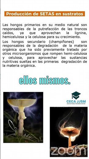 Hongos: Los recicladores de la naturaleza