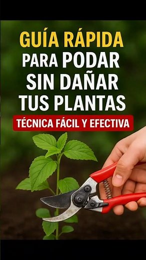 Quick Guide to Pruning Without Damaging Your Plants