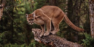 Colorado Trail Runner Kills Attacking Mountain Lion in Self-Defense